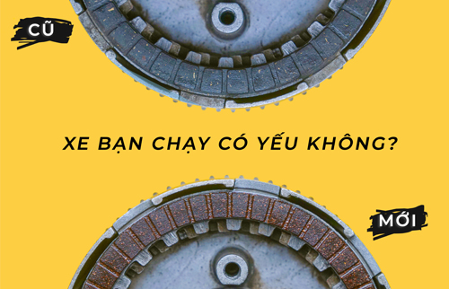 Lá bố nồi (Lá côn) - Vai trò và điều cần biết